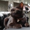 Aynur