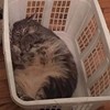 qq_o410