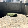宇宙无敌大王