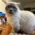 flat_pine_40v