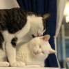 猫喵喵