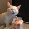 碰碰咔碰