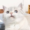 节制的狐狸