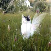 山猫