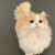 freesia_xu