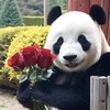 门罗