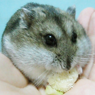 梦里见啾咪