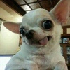 矮额