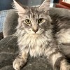 garfield_619