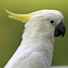 gary_liao