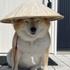 柴犬爱 Shiba love