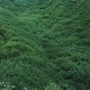 gentle_field_lhe