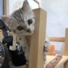 猫下去