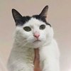 格木啊