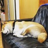 小段