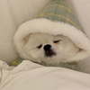 七