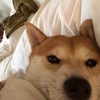 yu