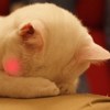 猫猫