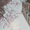 gracehan0424