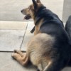 犬猪嘤嘤百岁