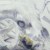 猗鸵鼠王