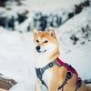 白鸥♪