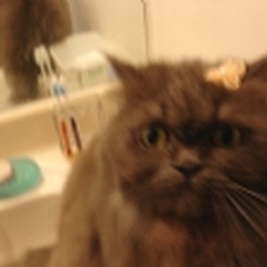 猫咪的眼睛