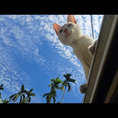 内有二犬 - Everytime