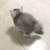Hcaoj