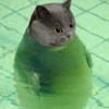 宇宙秃子