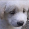 小洪