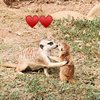 hououng