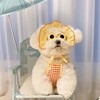 Cute dog