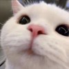 ???? ت