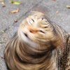 修