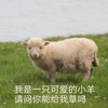 醉酒青牛