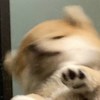 阿嘎