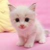 i_love_cat