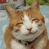 小鸽子