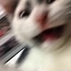 鱼