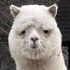 “聴こえていますか”歌ってみた ver.梅