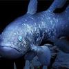 Coelacanth