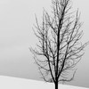 icy_forest_d0l