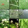 icy_grass_3ih