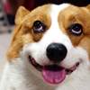 veryCorgi