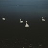imjasmine_wang