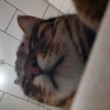imlulu