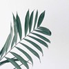 清氓