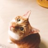 叶榕桦