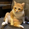 赛